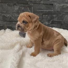 Cane Corso and Olde English Bulldog Pups Available in Homewood, il