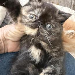Exotic Shorthair Tortie Kitten Ready After January 20 in Palm Coast, fl