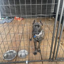 Purebred Male Cane Corso Puppy Available for Rehoming in Ocala, fl