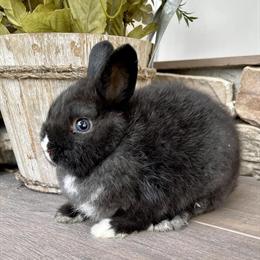 Netherland Dwarf Bunnies Available for Adoption in Miami, fl