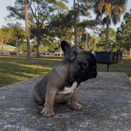 French Bulldog Male Puppy Available in West Palm Beach, fl
