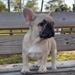 French Bulldog Female Puppy Available in West Palm Beach, fl