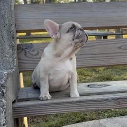 French Bulldog Female Puppy Available in West Palm Beach, fl