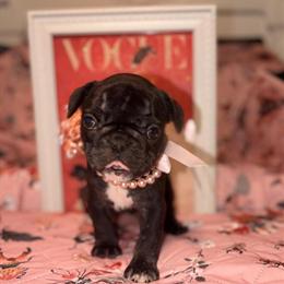 French Bulldogs - All Female Puppies Ready January 20th in Wilkesboro, nc