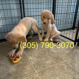 Golden Retriever Puppies Ready for New Homes in Ocala, fl