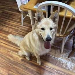 German Shepherd Looking for a New Home in Sunfield, mi