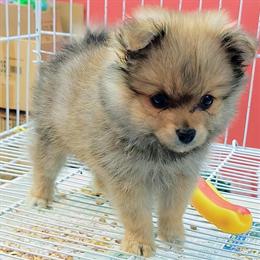 Female Toy Pomeranian for Sale in Houston, tx