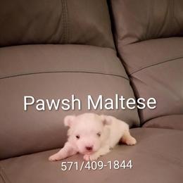 Maltese Female Nano Teacup - AKC & CKC Registered in Reston, va