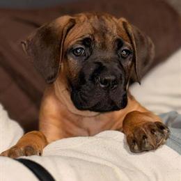 Cane Corso Puppies Available in Cincinnati, oh