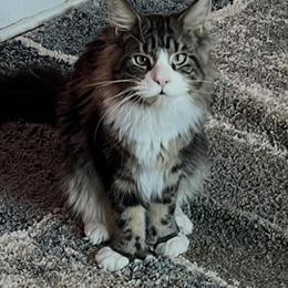 Maine Coon Kittens for Adoption in Elmira, ny