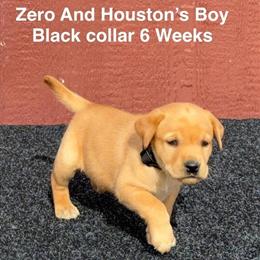 AKC Labrador Puppies Available in Fox Red in Twentynine Palms, ca