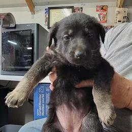 AKC Registered German Shepherd Puppies Ready for New Homes in Knoxville, tn