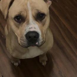 1 Year Old Male Dog Available in Dayton, oh