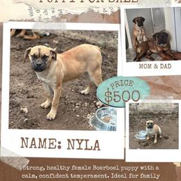 Female Boerboel Nyla for $500 in Waldorf, md