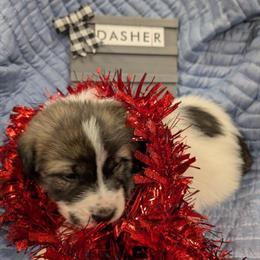 Great Pyrenees Puppy Available for Christmas in Columbus, oh