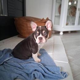 French Bulldog Jasper in Millersburg, oh