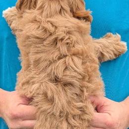Mini Petite Goldendoodle Sergio Available for Adoption in Menomonee Falls, wi