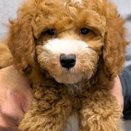 Mini Petite Goldendoodle Fisher Available for Adoption in Menomonee Falls, wi