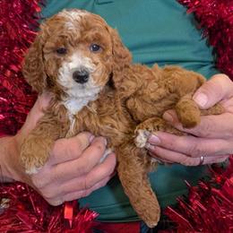 Mini Goldendoodle Puppy Frankie for Adoption in Menomonee Falls, wi