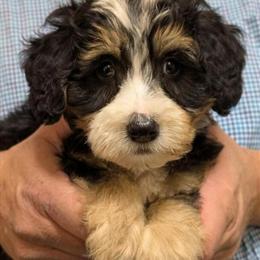 Mini Bernedoodle Puppy Bronxx for Adoption in Menomonee Falls, wi