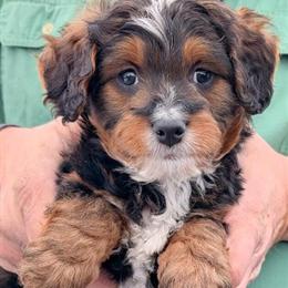 Mini Bernedoodle Puppy Enrique Available in Menomonee Falls, wi