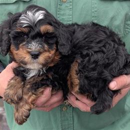 Mini Bernedoodle Puppy Marquis Available for Adoption in Menomonee Falls, wi