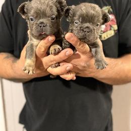Fluffy Male French Bulldog Puppies for Sale in Statesville, nc