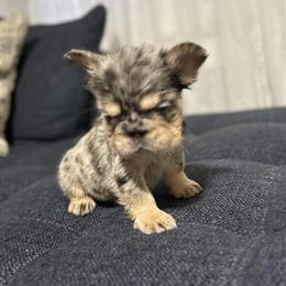 Fluffy Female Merle for Sale - AKC Registered in Statesville, nc