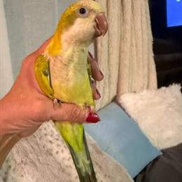 Quaker Parrots and Cockatiels for Sale - Vibrant Colors and Hand-Fed in Homosassa, fl