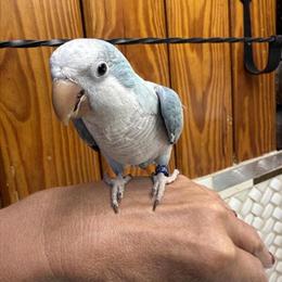 Cockatiels and Other Birds for Sale - Vibrant Colors and Healthy Breeding in Homosassa, fl