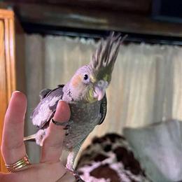 Cockatiels and Quaker Parrots Available for Christmas in Homosassa, fl
