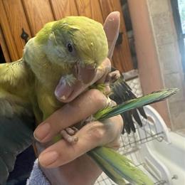 Cockatiels and Quaker Parrots for Sale - Perfect Christmas Gift in Homosassa, fl