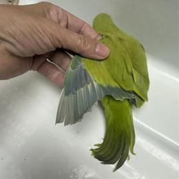 Quaker Parrot Looking for a New Home in Homosassa, fl