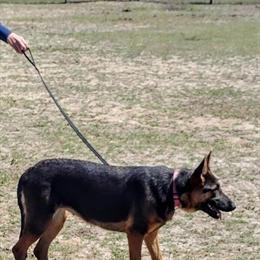 Blue German Shepherd Female Available in Tavares, fl