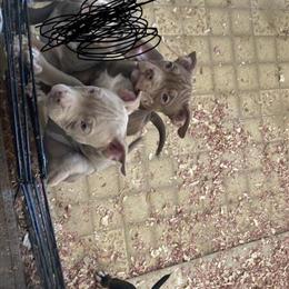 Bully Puppies for Sale in Bloomington, il