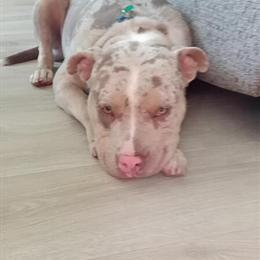 Lilac Merle Male Puppy for Sale in Hillsborough, nc