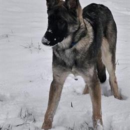 1 Year Old Sable German Shepherd Looking for a New Home in Tonawanda, ny