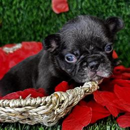 French Bulldog Truffles Ready for His Forever Home in Saint Robert, mo
