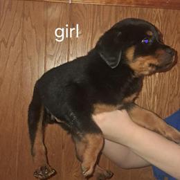 Rottweiler Puppies Available - 9 Weeks Old in Summerfield, nc