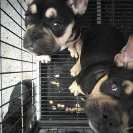 Exotic Bully Puppy Available for $6500 in Chicago, il