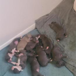 Pit Bull Mixed Bully Puppies for Sale in Chicago, il