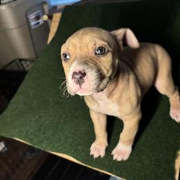 American Bully/Pit Mix Puppy Looking for Forever Home in Holt, mi