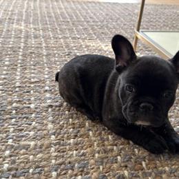 Female French Bulldog Puppy, 8 Weeks Old in Minneapolis, mn