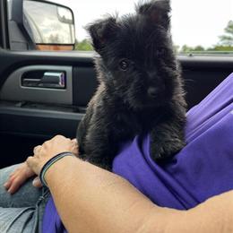 Scottish Terrier Puppies - CKC Registered in Calabash, nc