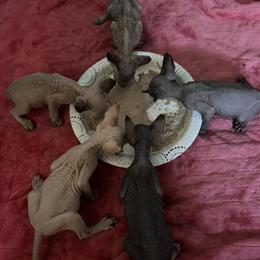 Sphynx Kittens Available for Adoption in Bullhead City, az