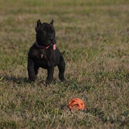 Cane Corso Puppies Available with Health Check and Training in Richmond, tx