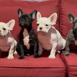 French Bulldog Puppies Ready for Forever Homes in Spring Hill, fl