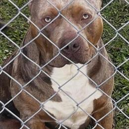 Merle Male Dog for Sale in Raleigh, nc