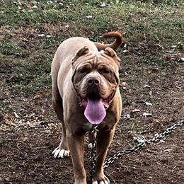 North American Mastiff Male, 1 Year Old, Huge in Raleigh, nc
