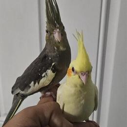 Cockatiel Babies Ready for Rehome in Durham, nc